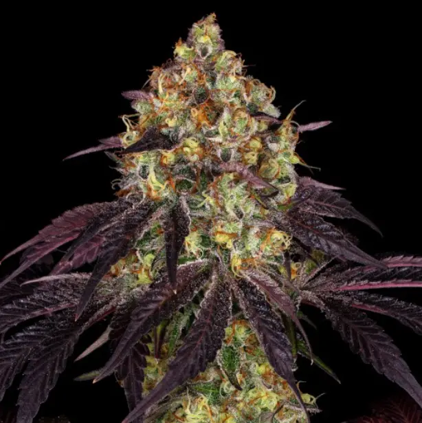 Stracciatella Do-Si-Dos X SBC – fem 6+1 Special Pack - Imagen 2