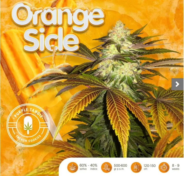 Orangesicle – fem – T.H. Seeds