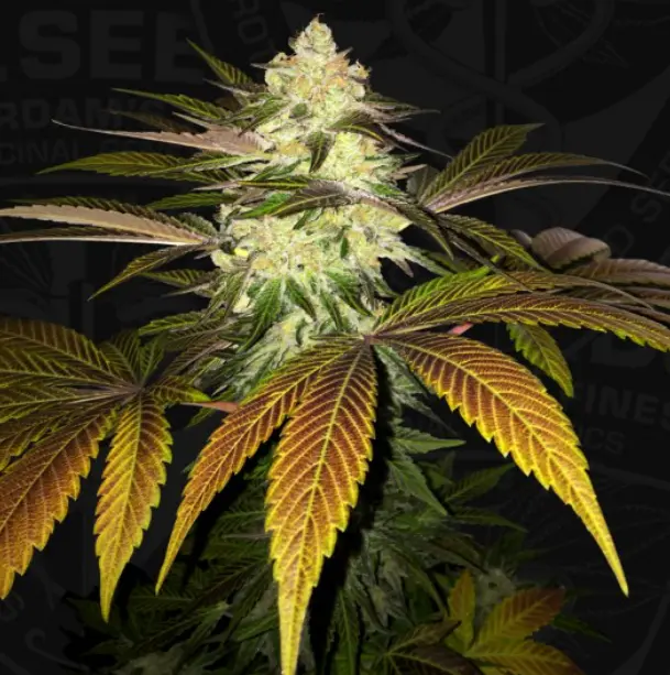 Orangesicle – fem – T.H. Seeds - Imagen 2