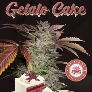 Gelato Cake – fem - Gelato 33 X BDC – T.H. Seeds