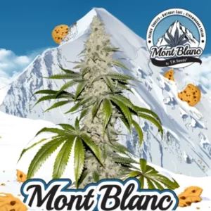 Mont Blanc - fem - FC X BDC X SBC - T.H. Seeds