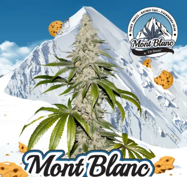 Mont Blanc - fem - FC X BDC X SBC - T.H. Seeds