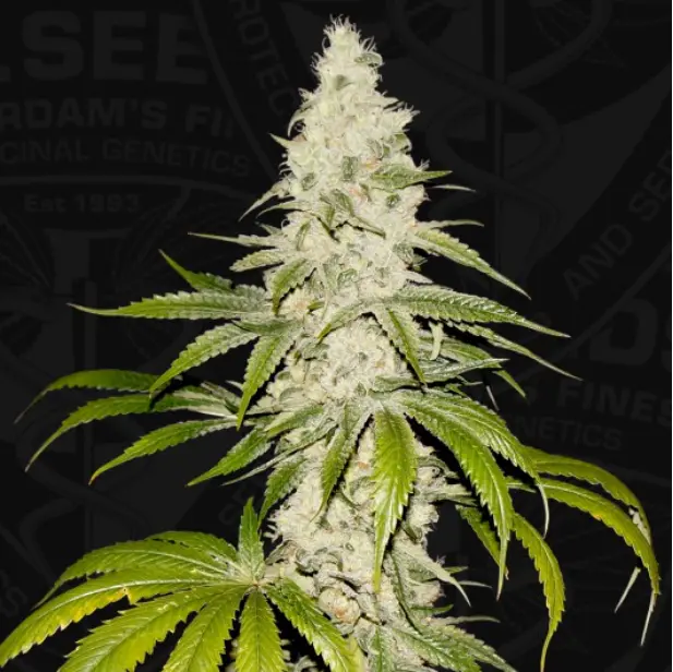 Mont Blanc - fem - FC X BDC X SBC - T.H. Seeds - Imagen 2