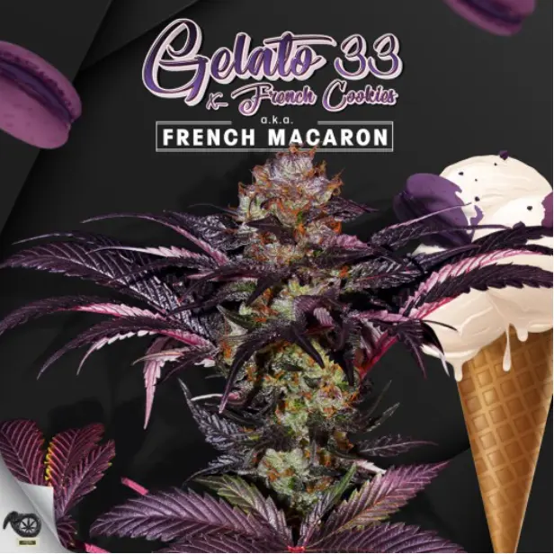 French Macaron – fem – T.H. Seeds