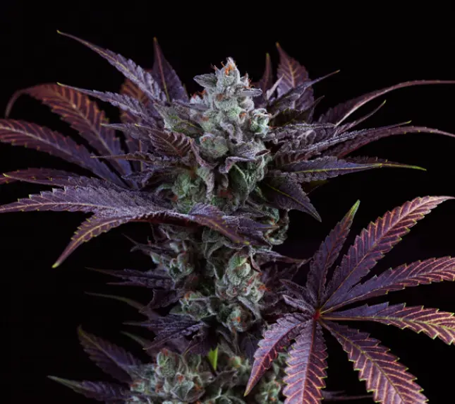 French Macaron – fem – T.H. Seeds - Imagen 3