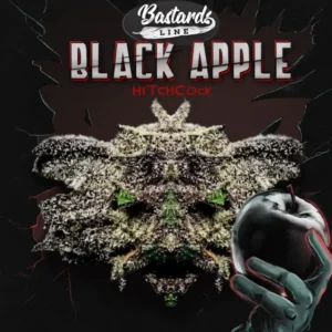 Bastards Line: Black Apple Hitchcock – fem – T.H. Seeds