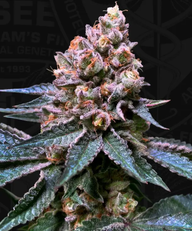 Bastards Line: Black Apple Hitchcock – fem – T.H. Seeds - Imagen 2