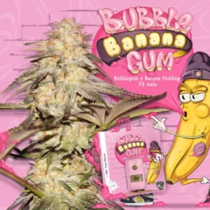 BubbleBananaGum – fem  – T.H. Seeds