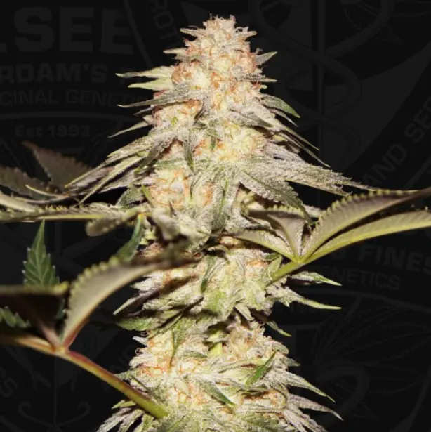 BubbleBananaGum – fem – T.H. Seeds - Imagen 2