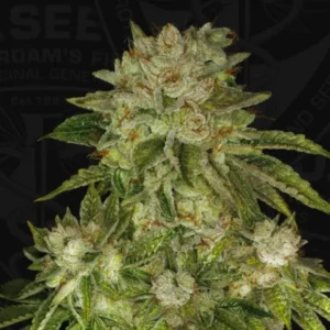 MK-Ultra® – fem - T.H. Seeds