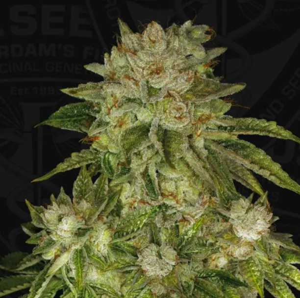 MK-Ultra® – fem - T.H. Seeds