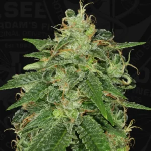 S.A.G.E® – fem – T.H. Seeds