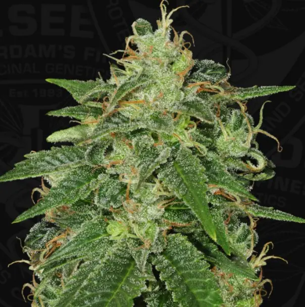 S.A.G.E® – fem – T.H. Seeds