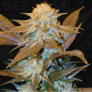 Critical HOG – fem – T.H. Seeds