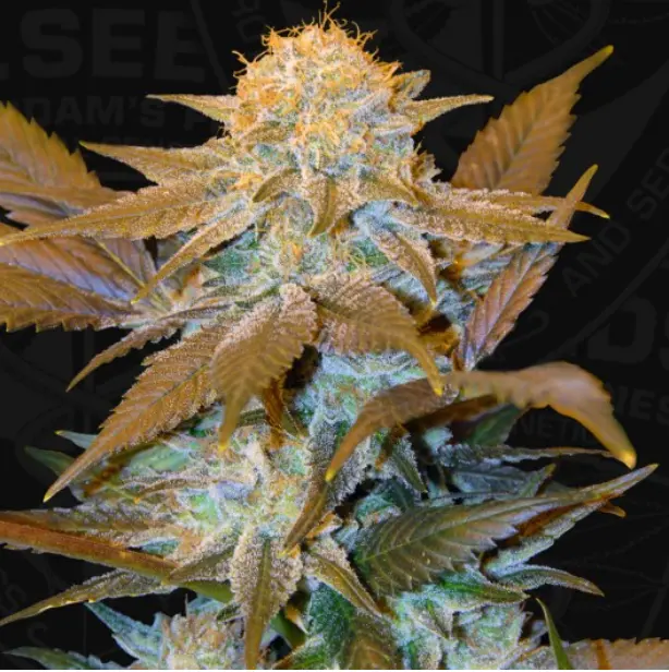 Critical HOG – fem – T.H. Seeds