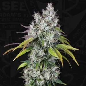 UnderDawg®– fem – T.H. Seeds