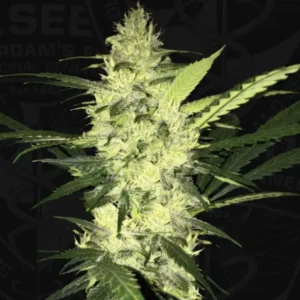 La S.A.G.E.®  - fem – T.H. Seeds
