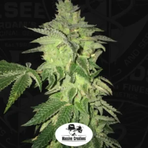 Shiloh Z® fem – Skittlez S1 X Pure Afghani - fem – 5+1 pack