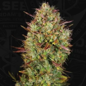 AUTO MK-Ultra® - fem – 5+1 pack