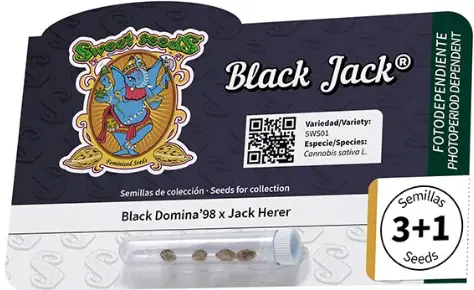 Black jack 3+1 - Sweet Seeds