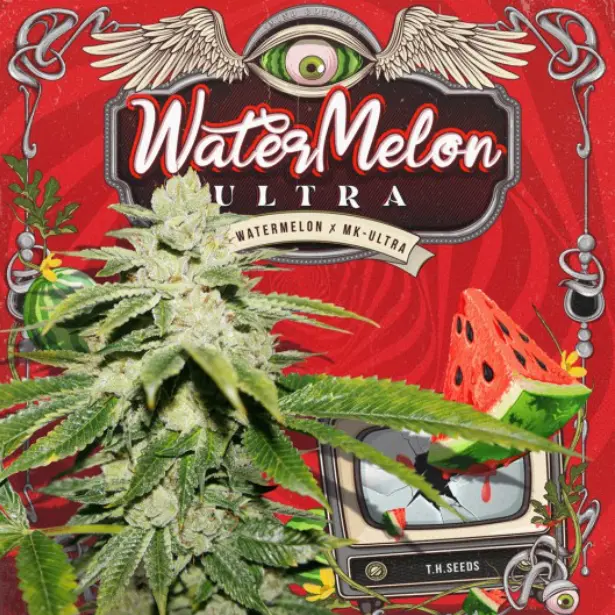 WaterMelon Ultra - fem - T.H. Seeds