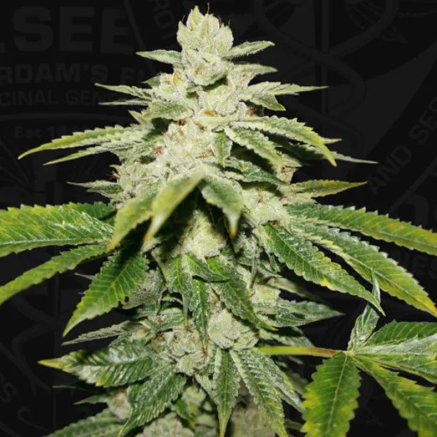 WaterMelon Ultra - fem - T.H. Seeds - Imagen 2