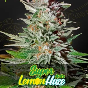 Super Lemon haze Auto x6 - Green House