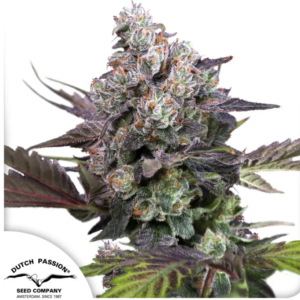 CANDY BUBATZ XL