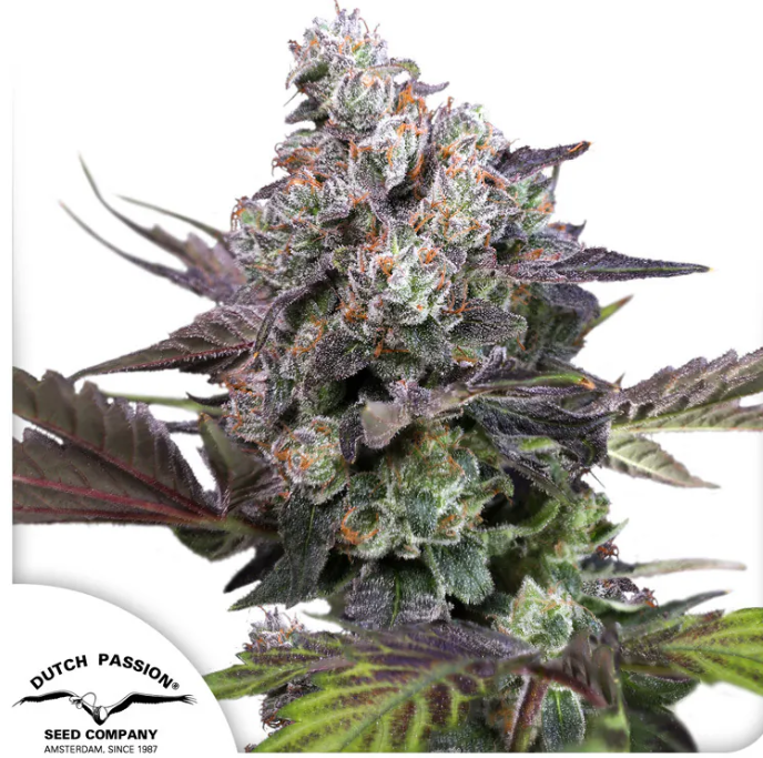 CANDY BUBATZ XL