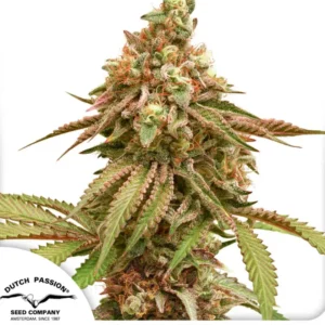TROPICAL TANGIE X3
