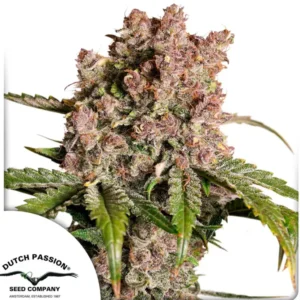 AUTO STRAWBERRY SODA X3