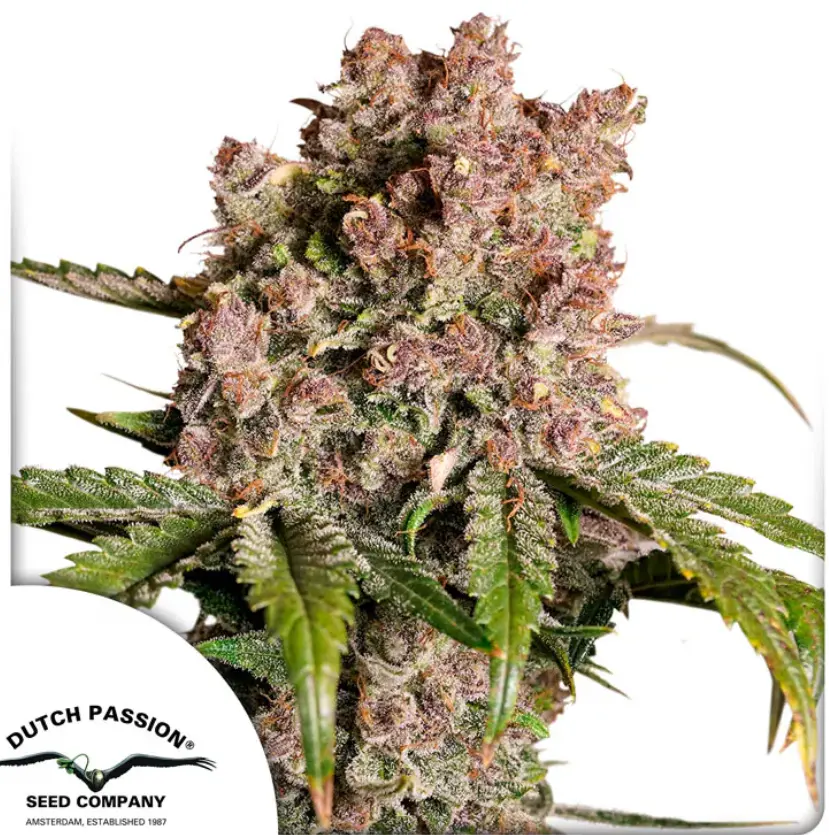 AUTO STRAWBERRY SODA X3