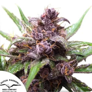 AUTO BLACKBERRY KUSH X3